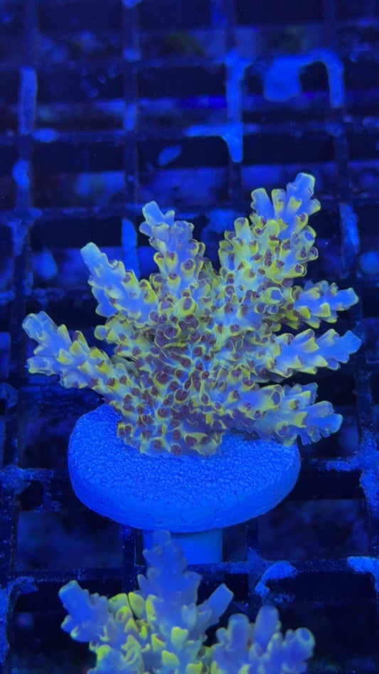 acropora yellow massacre 2