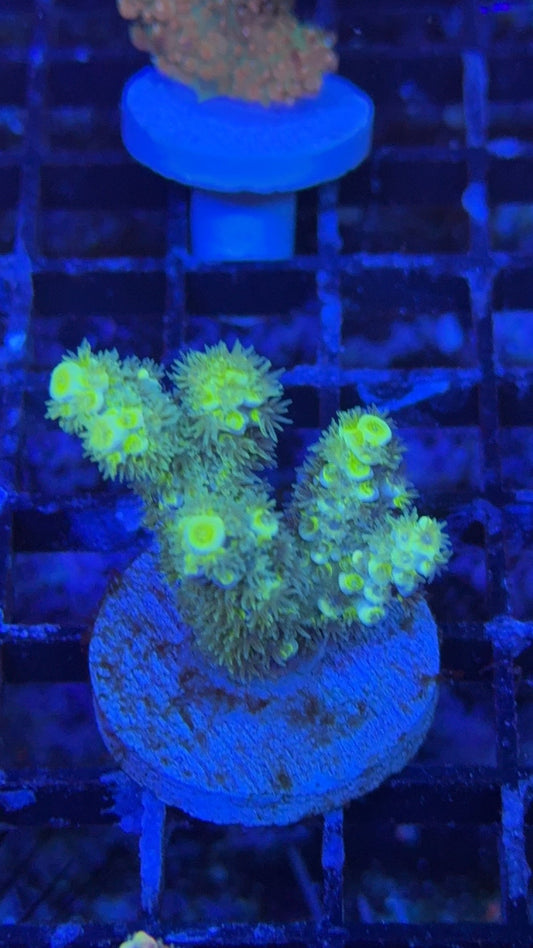 acropora tenuis fruit ninja
