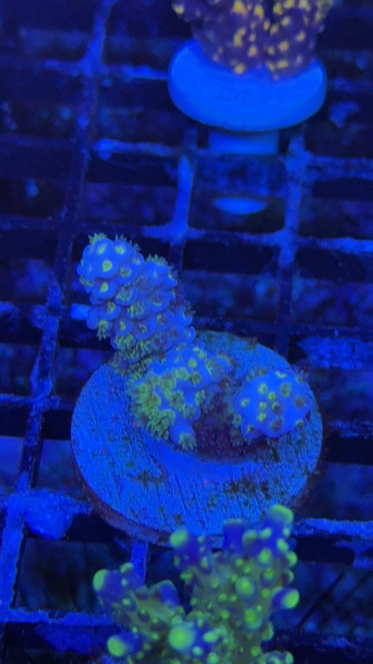 acropora tenuis blue bird 5
