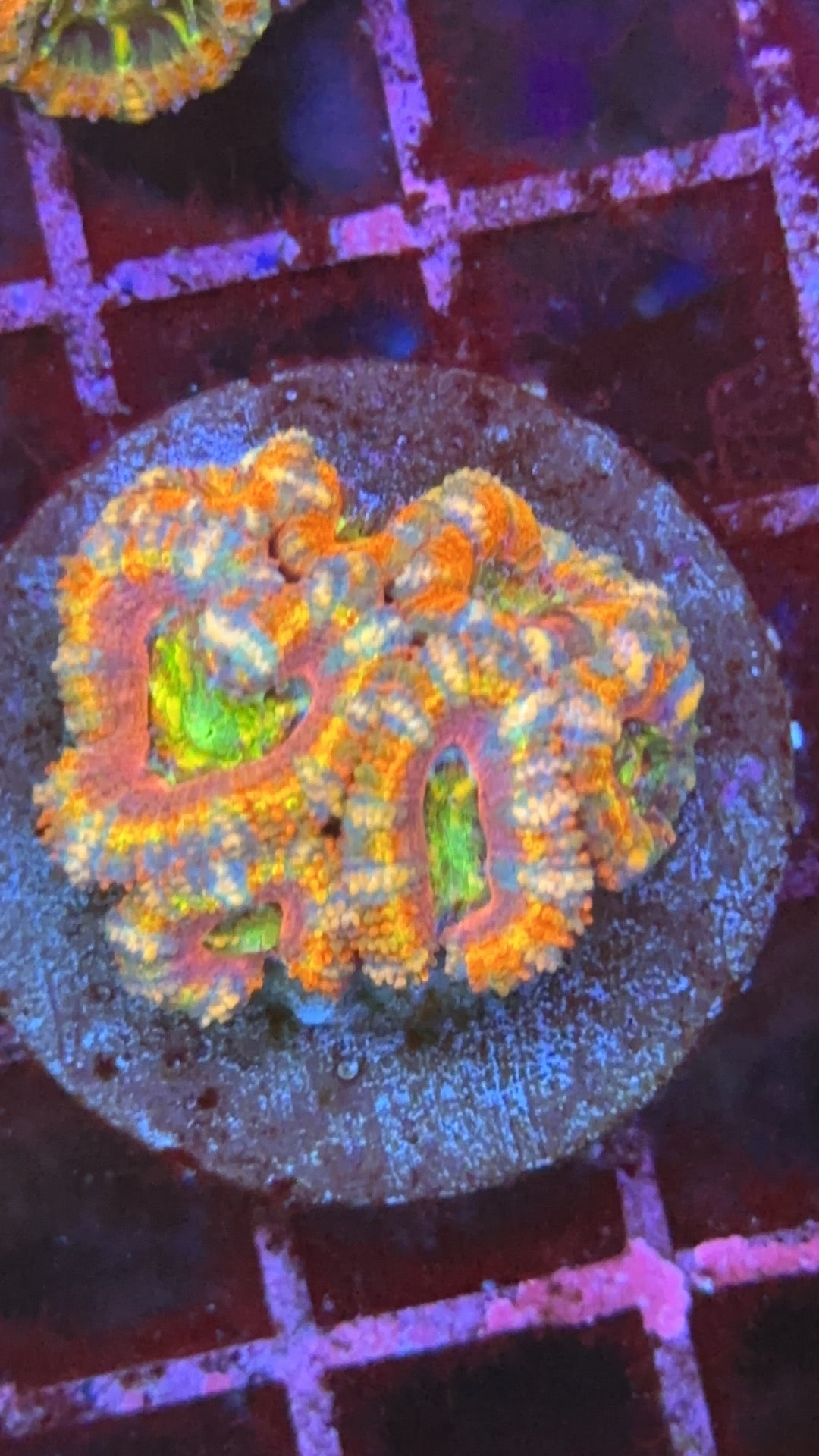 Acanthastrea Mr. Rainbow