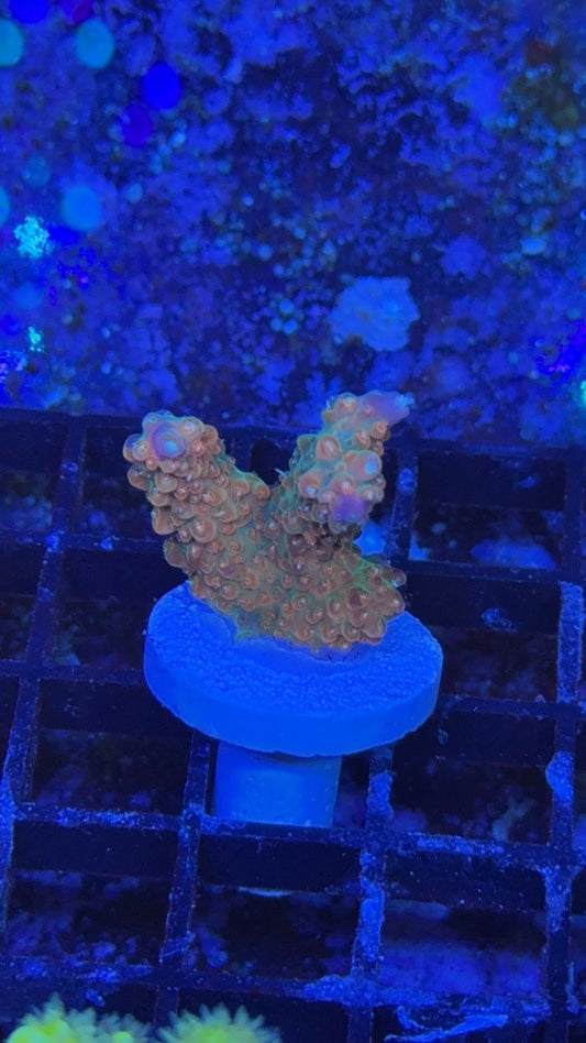 acropora PR fruty pebbles