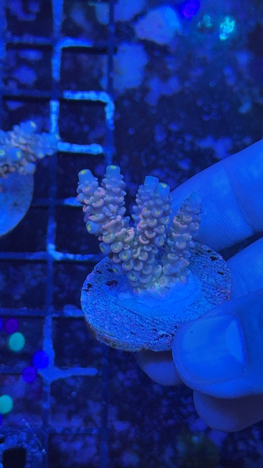 acropora tenuis dragon fruit 2