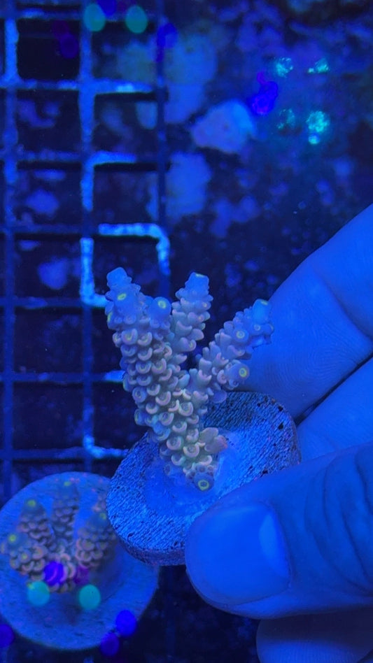 acropora tenuis dragon fruit 3
