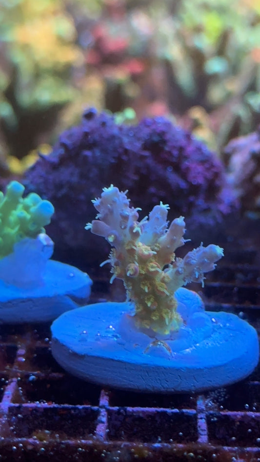 Acropora purple hash