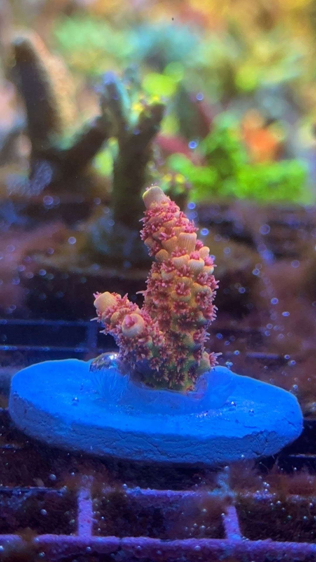 Millepora red halo