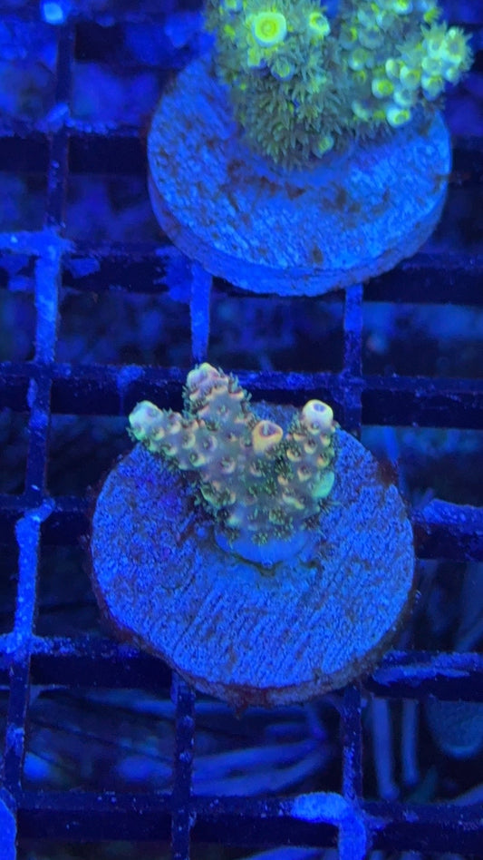 millepora alice in wonderland