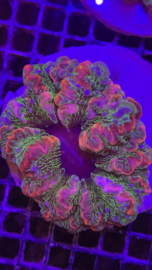 Indophyllia Rainbow Super nova