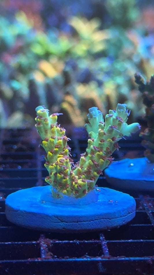 Acropora BC chemical bomb