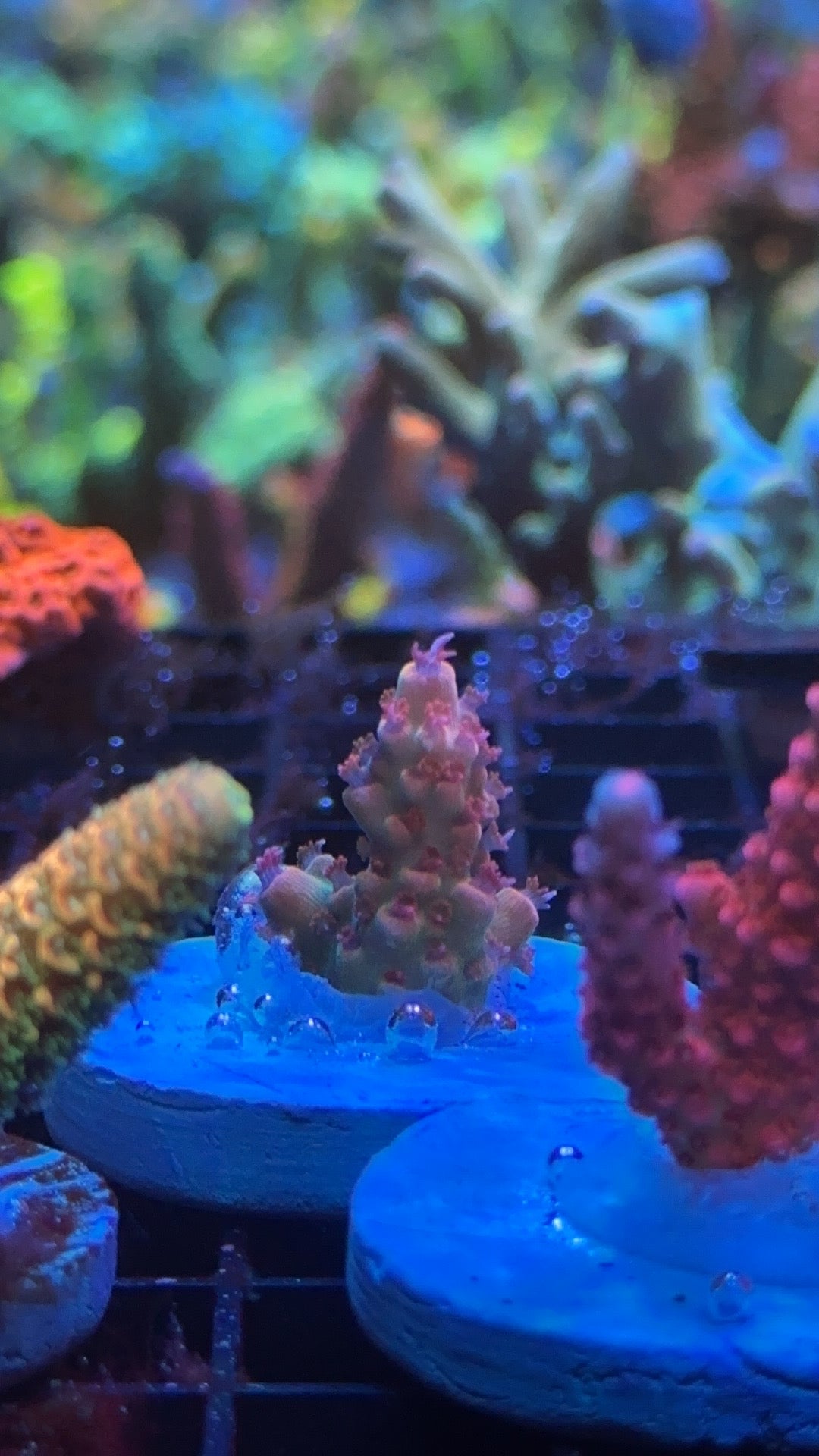 Acropora wwc pantera Rosa