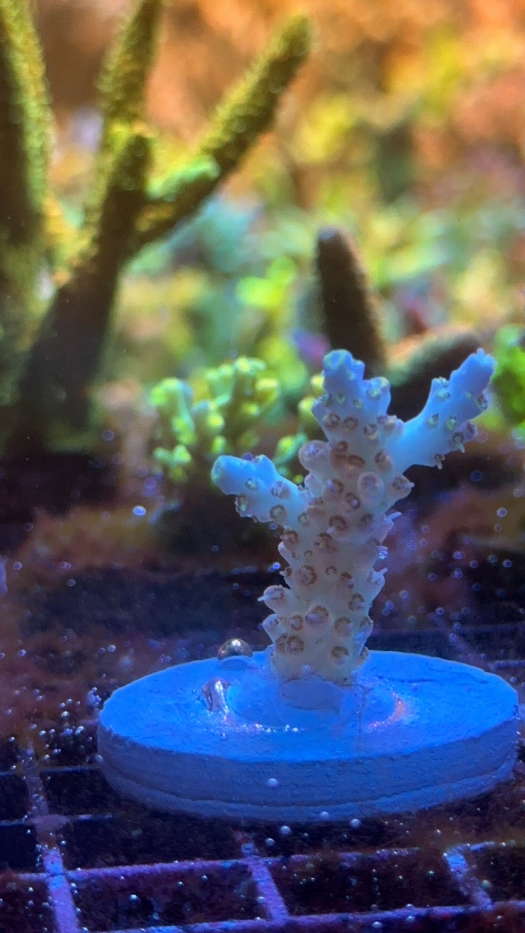 Acropora tsa Long Island