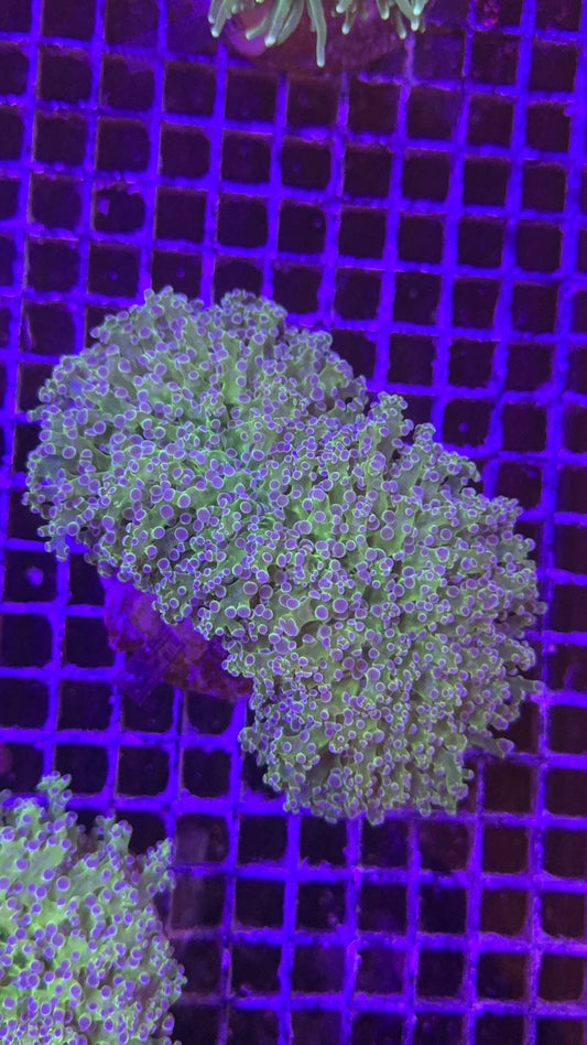 Frogspawn Super big híbrido