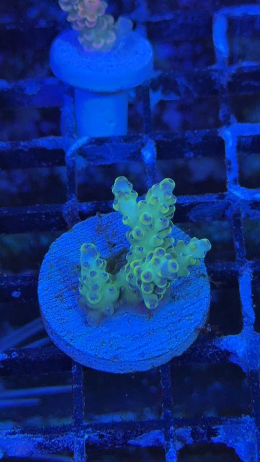 acropora peackoc