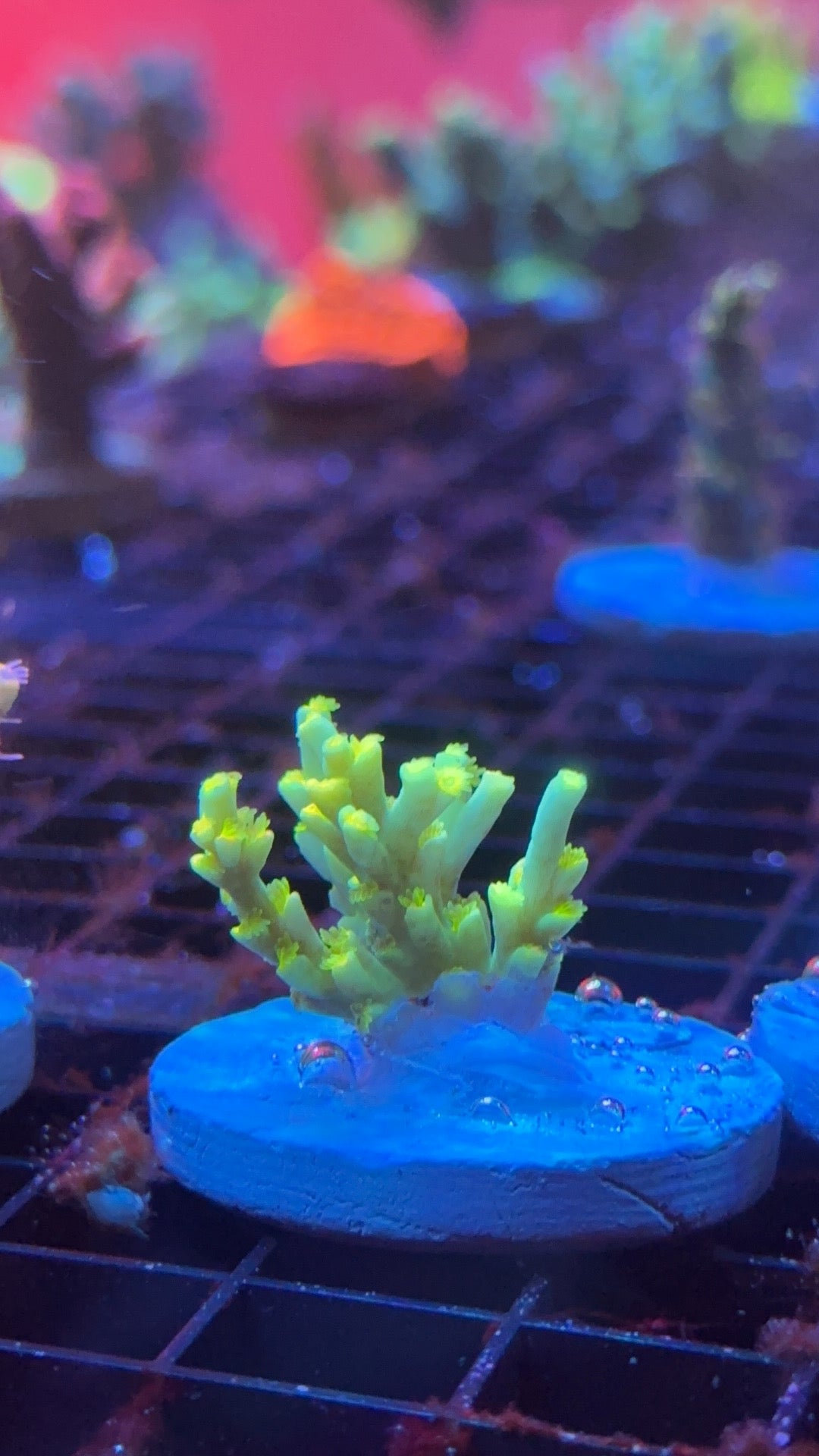 Acropora speciosa pixie stix