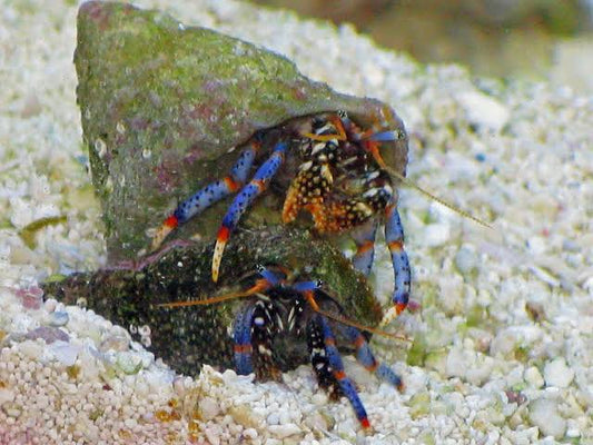 Cangrejo hermitaño patas azules