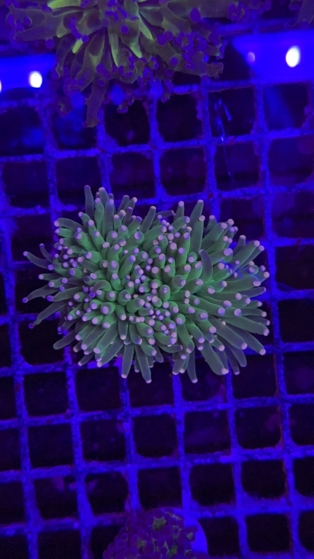 torch RN dipin dots 1