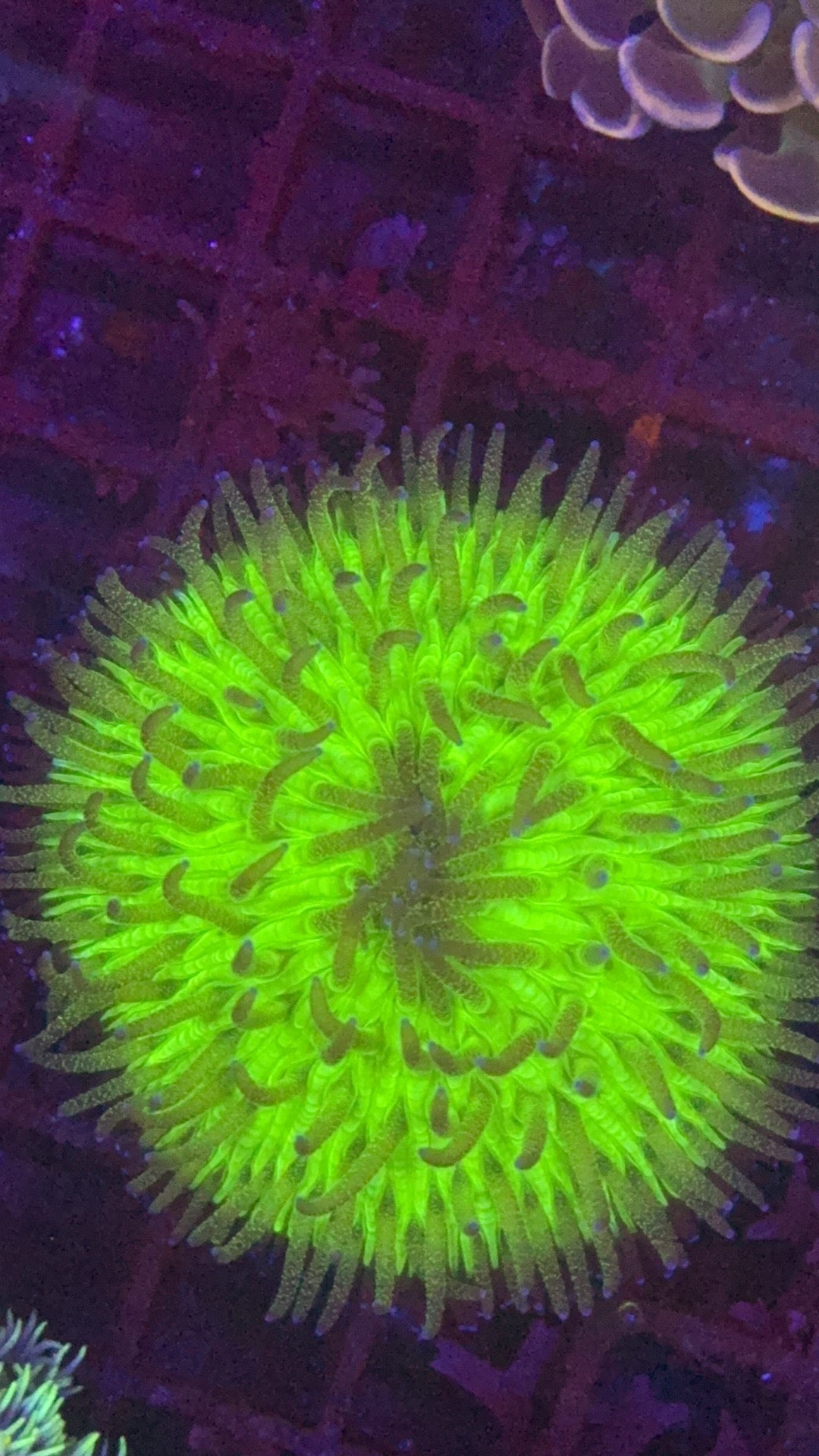 Fungía ultra green