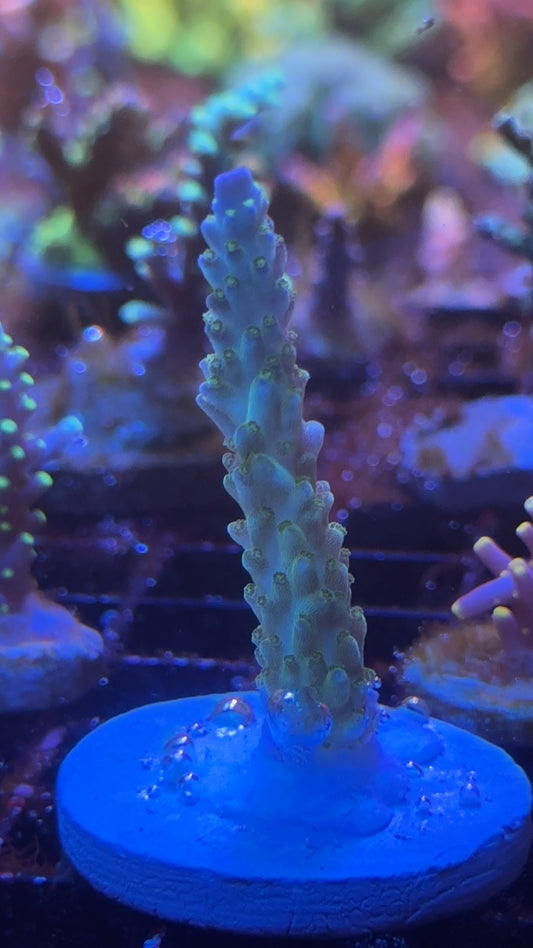 Acropora blue sky