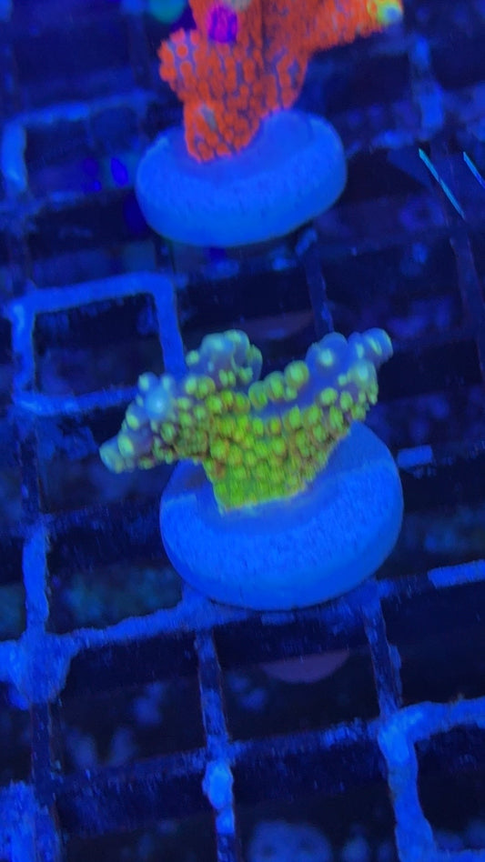 acropora RR rainbow loom