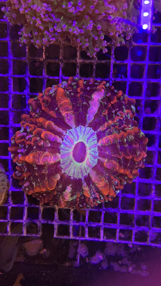 indophyllia kaleidoscope ultra