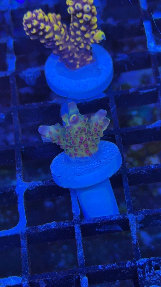 acropora RN enigma