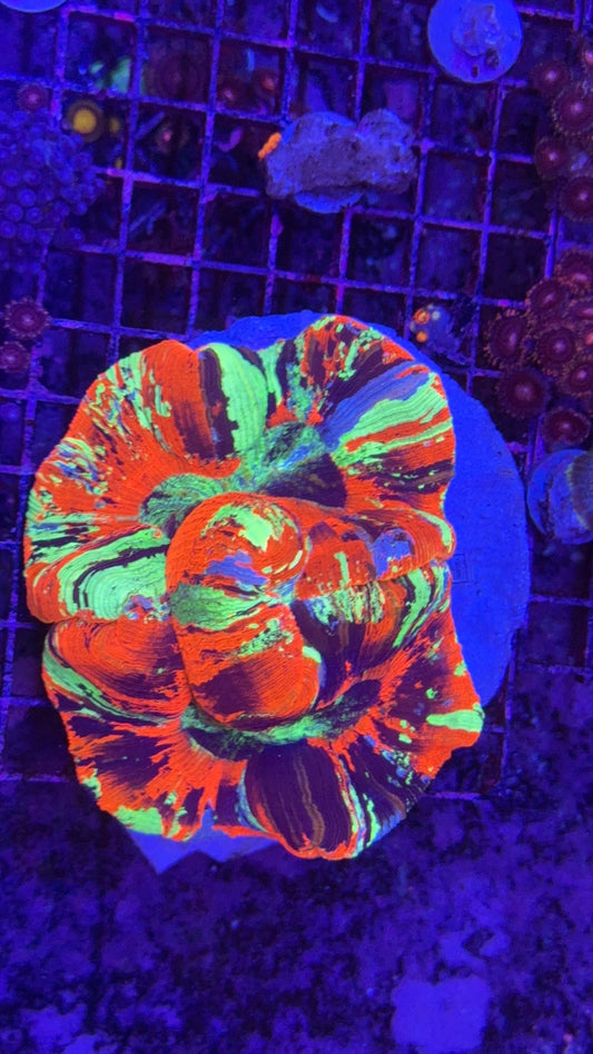 wellsophyllia super rainbow