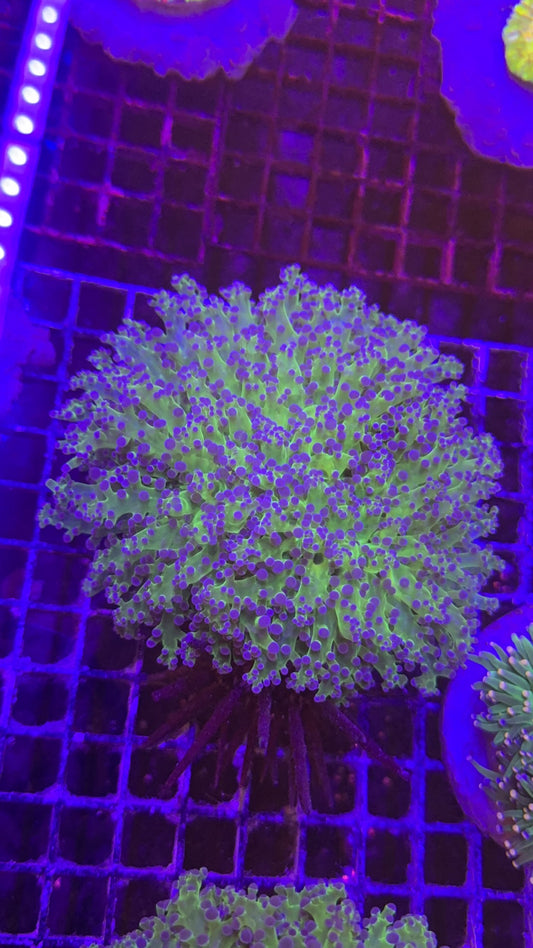 Frogspawn Super big híbrido