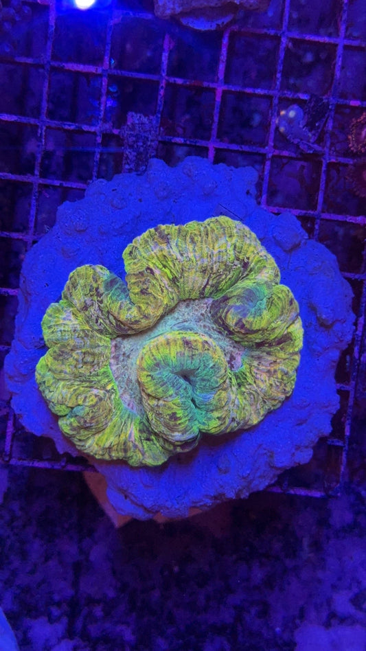 wellsophyllia rainbow yellow