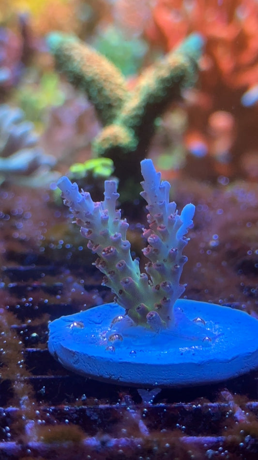 Acropora tsa daydream