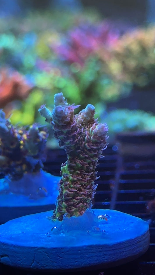 Acropora Tsa four loko