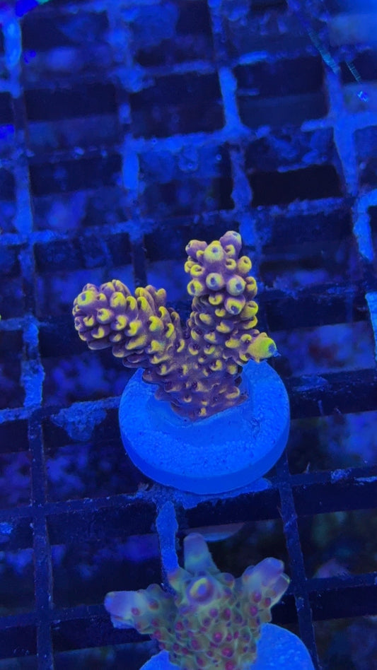 acropora bumble bee 2.0 1
