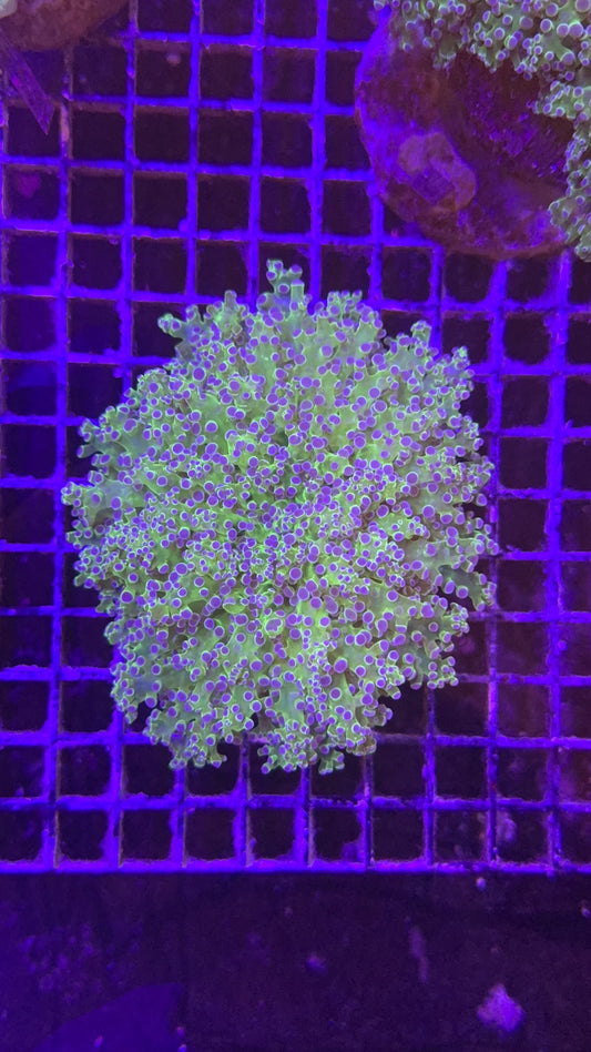Frogspawn Super big híbrido