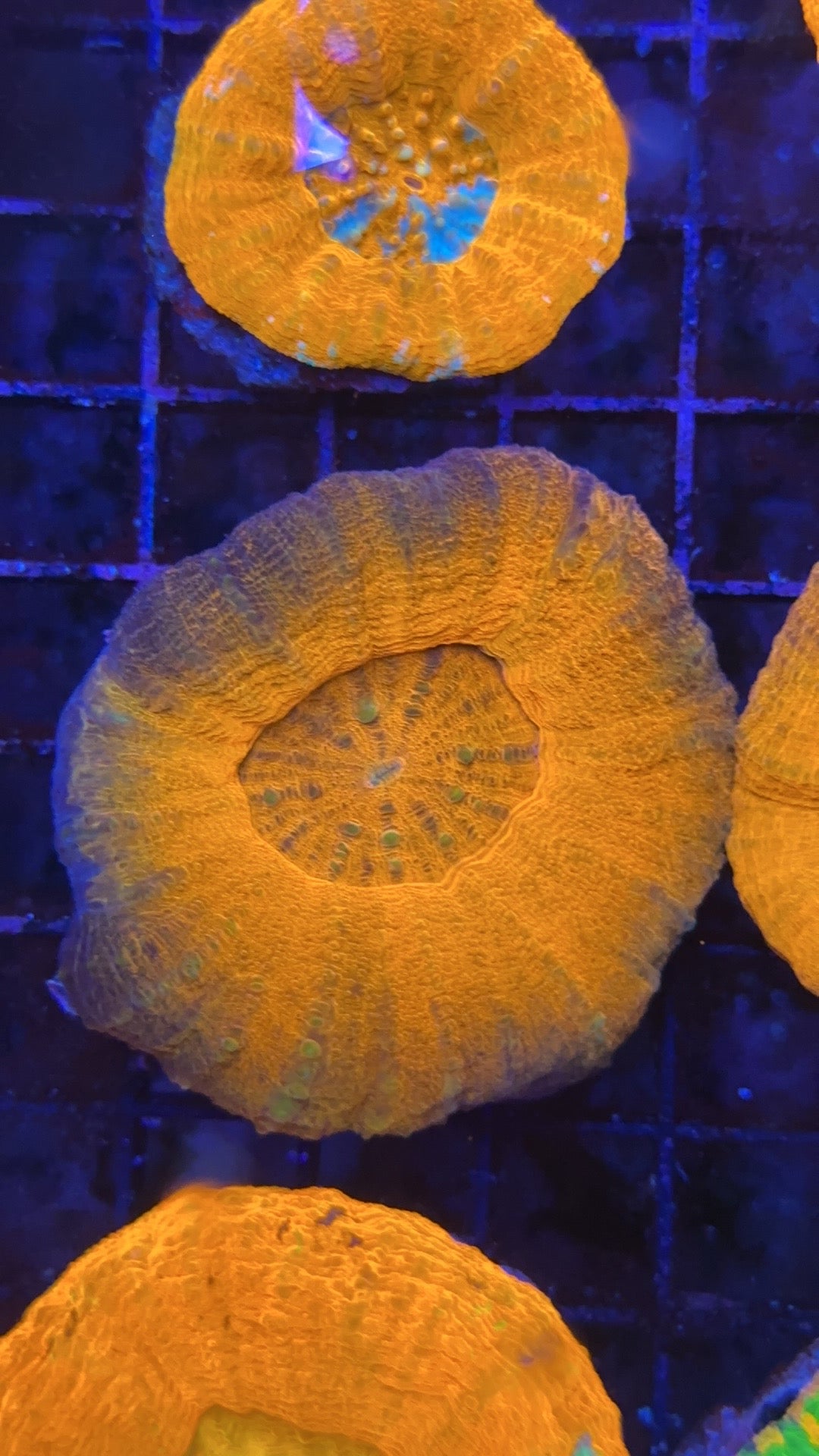 Scolymia super orange