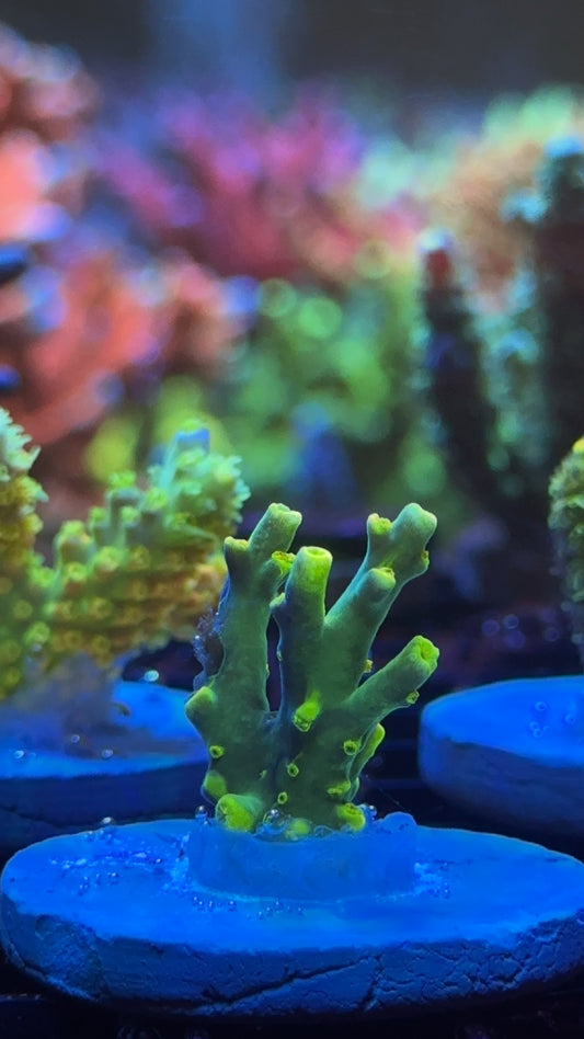 Acropora Rn banana dragon