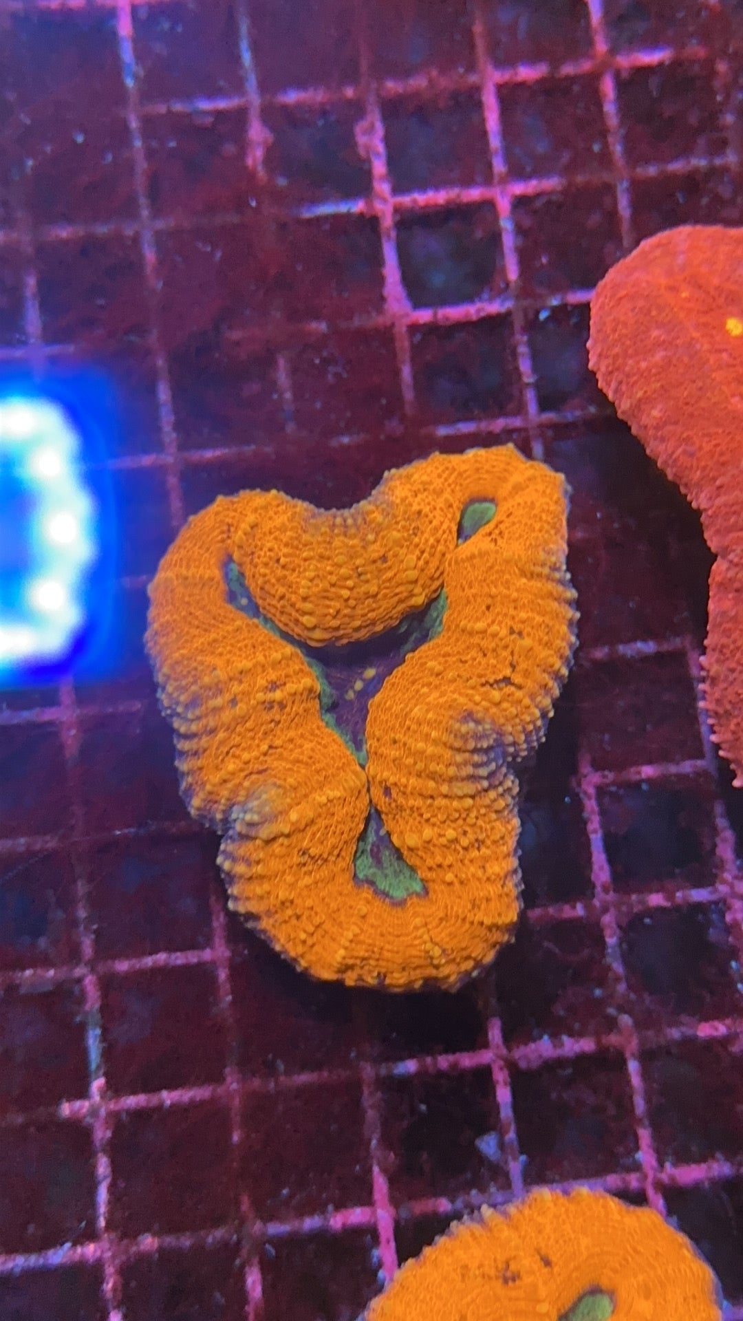 Lobophyllia ultra Orange