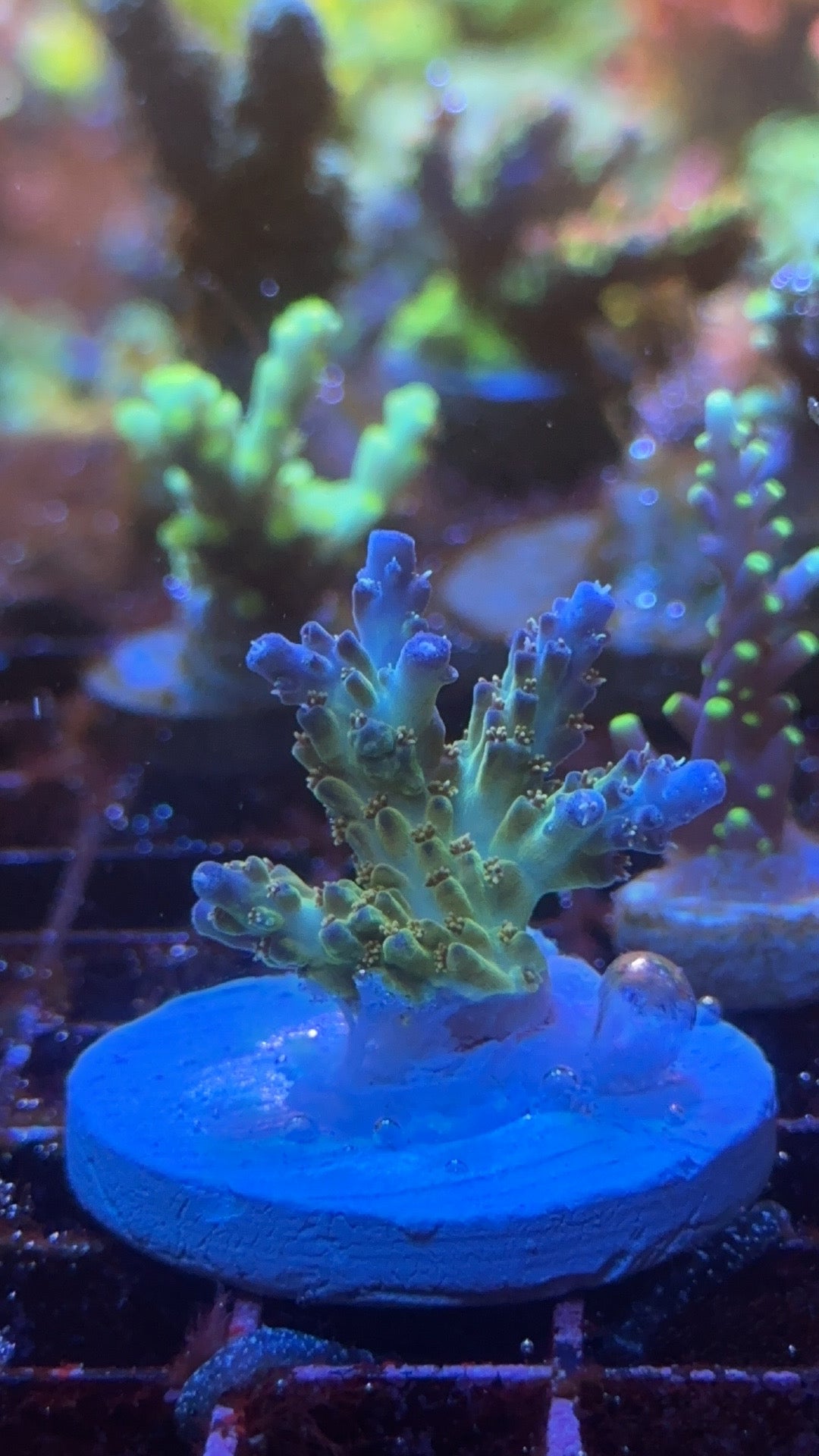 Acropora pearl berry