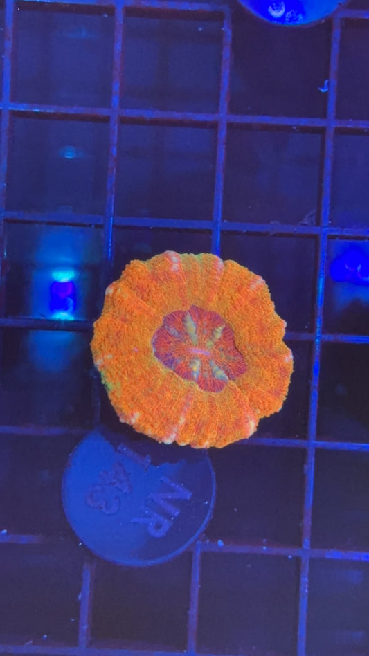 Scolymia nano master orange