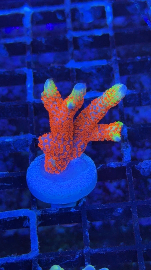 montipora bubble gum