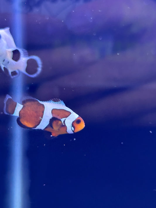 Gladiator clownfish