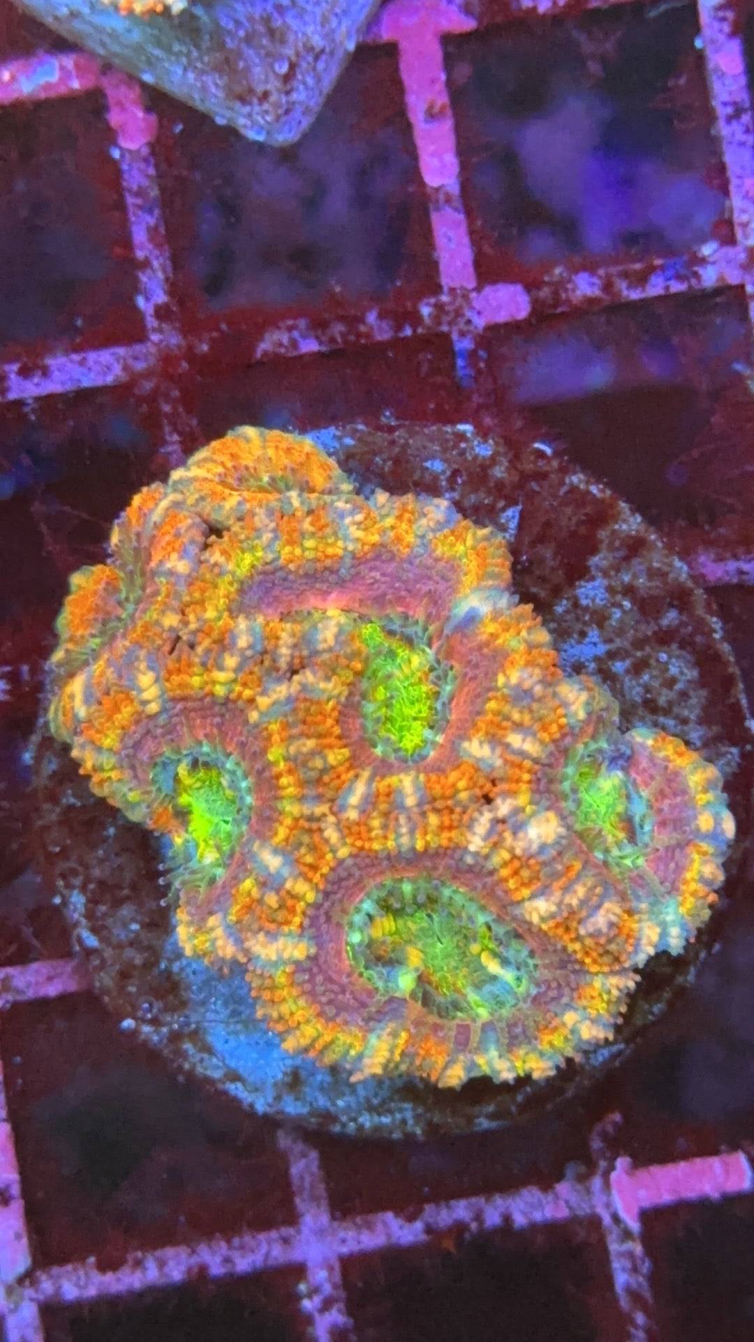 Acanthastrea Mr. Rainbow