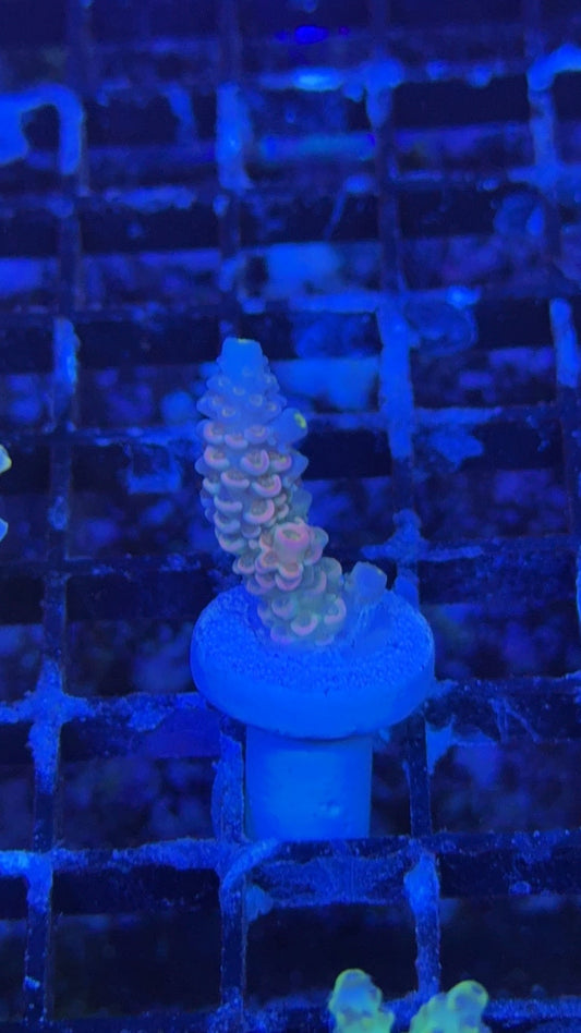 acropora tenuis dragon fruit