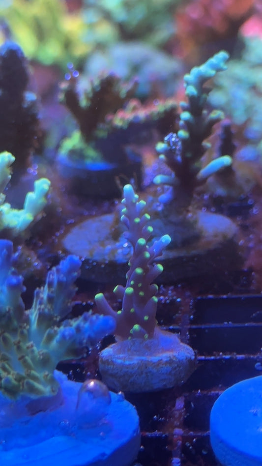 Acropora Mr pacman