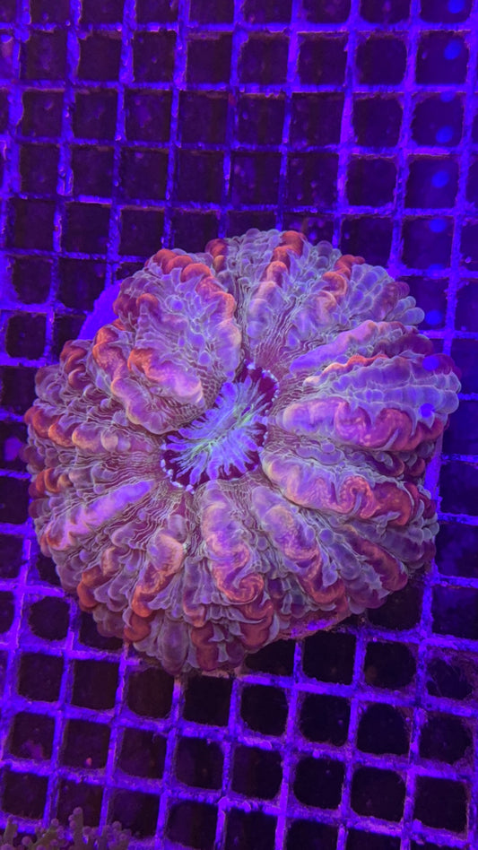 Indophyllia Super Purple Rainbow
