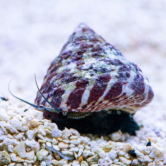 Caracol trochus de Indonesia