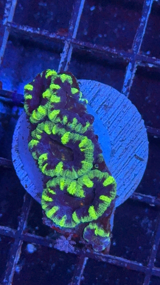 acanthastrea anaconda 2