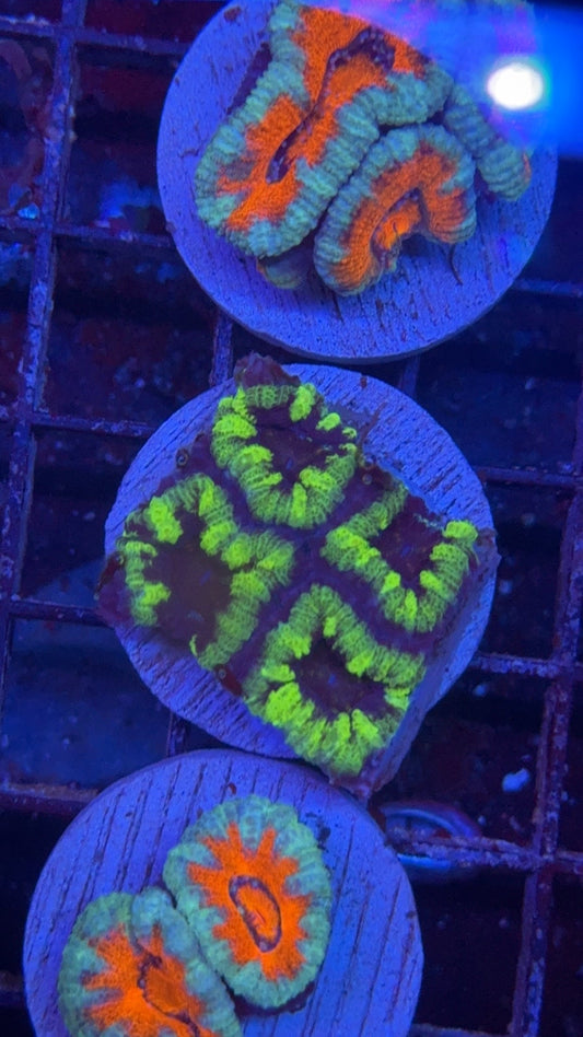 acanthastrea anaconda 3