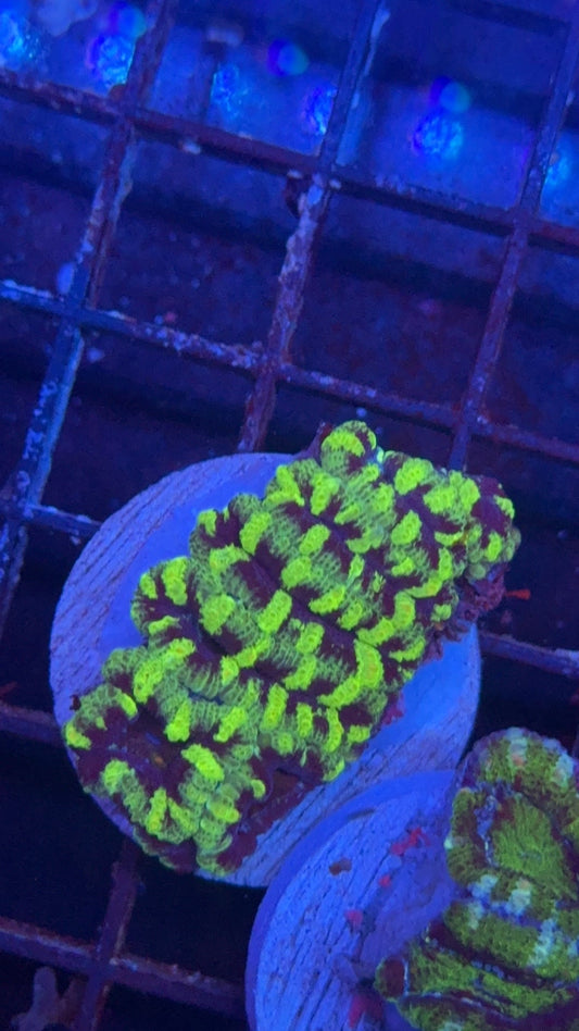 acanthastrea anaconda 4