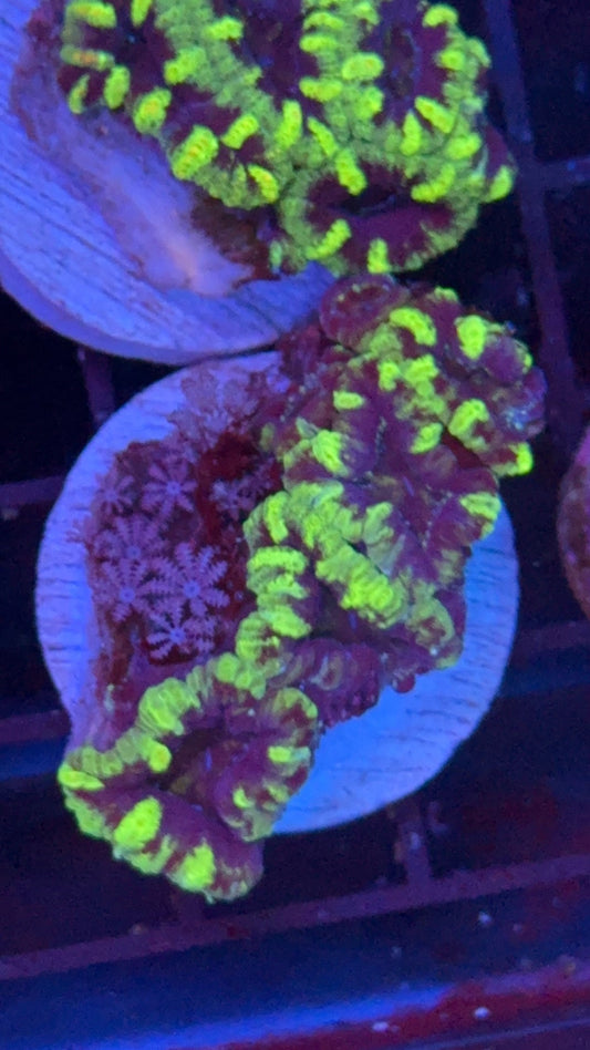 acanthastrea anaconda 5