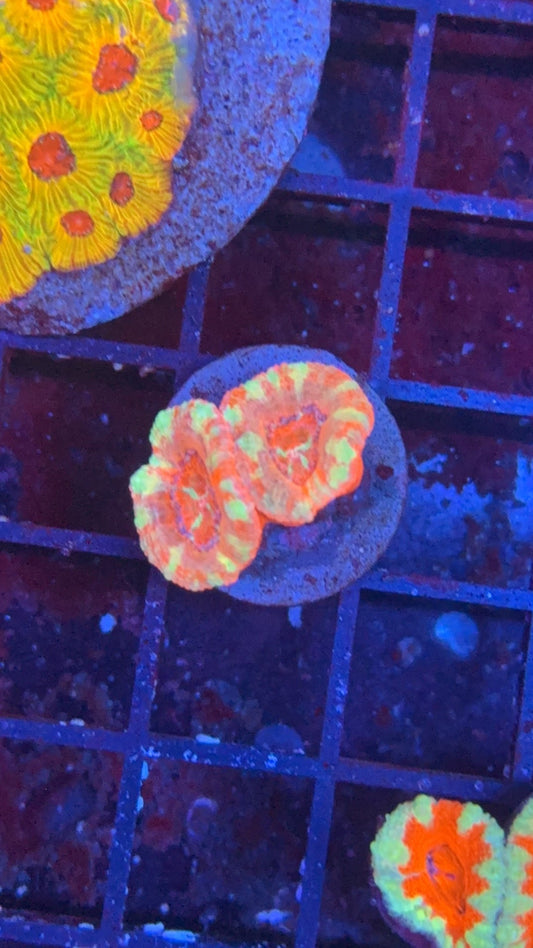 acanthastrea candy cane