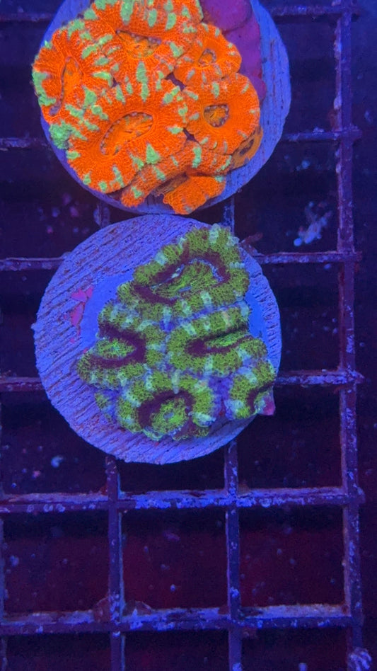 acanthastrea green 10