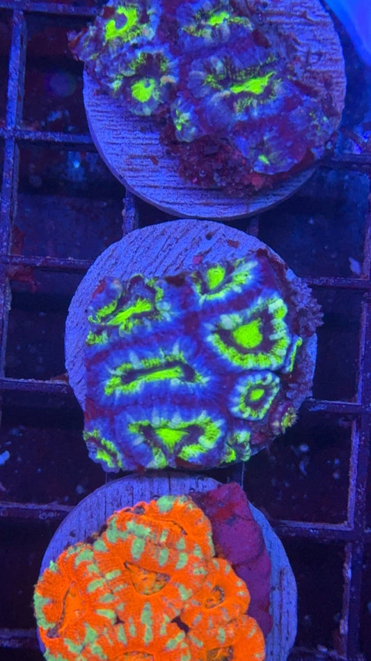 acanthastrea green 11
